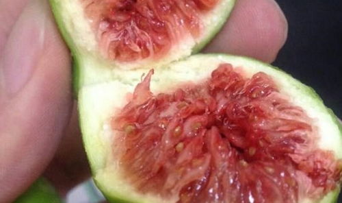 无花果（健康人必读）中
