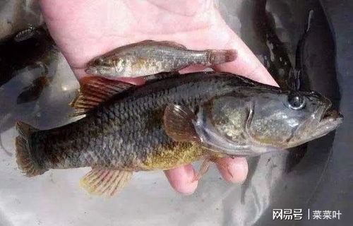 鲫鱼一斤多少钱，鲶鱼一斤又是多少，两种鱼的价格相差大不大？