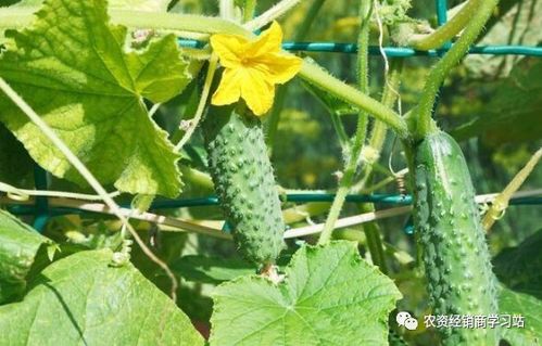 芸苔素如何与植物对话