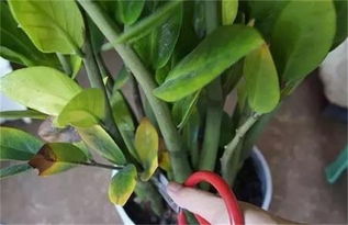 蜀桧树叶子发黄的原因探究