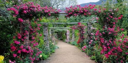 垂柳：柔美飘逸的绿丝带