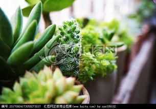 多肉植物：从植物到食品