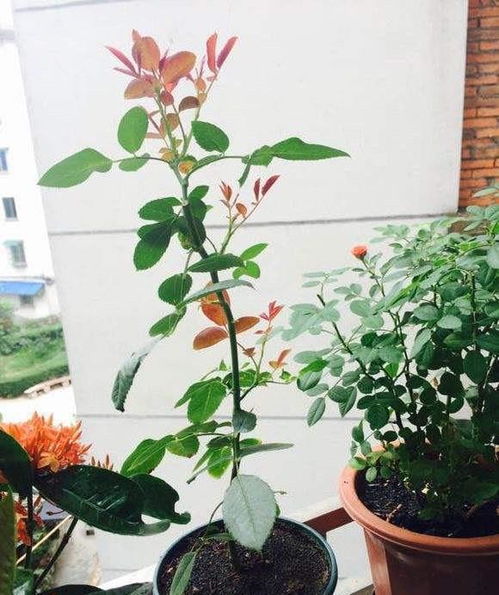 裸根移植（适合绿萝、吊兰等皮实货）