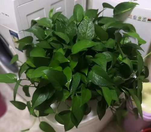 第二步：绿萝的土培与水培