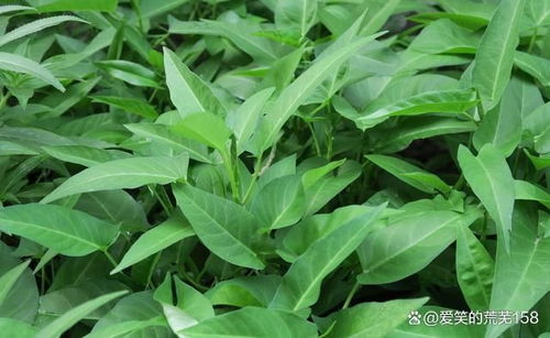 糖醋酒诱虫， 杨柳条驱虫