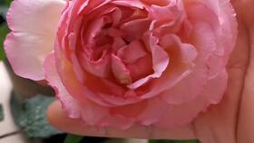 伊芙幻塔索斯月季，那粉色的梦