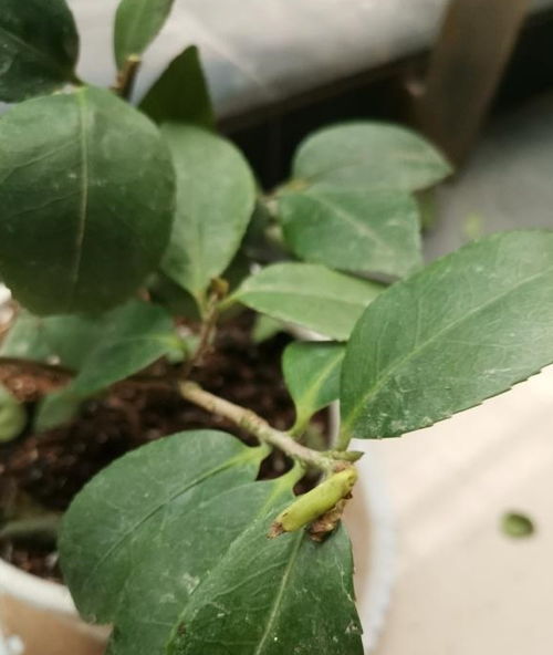 油茶苗的除草剂