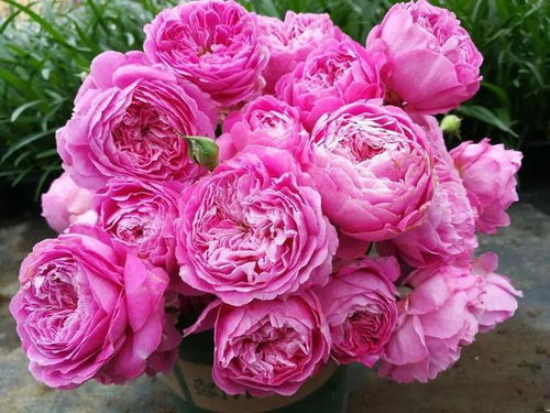 月季花的美丽，你懂吗？