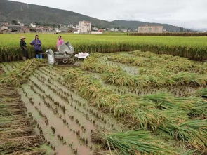 人工除草除虫的难题