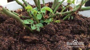 复合肥的选择与使用时机