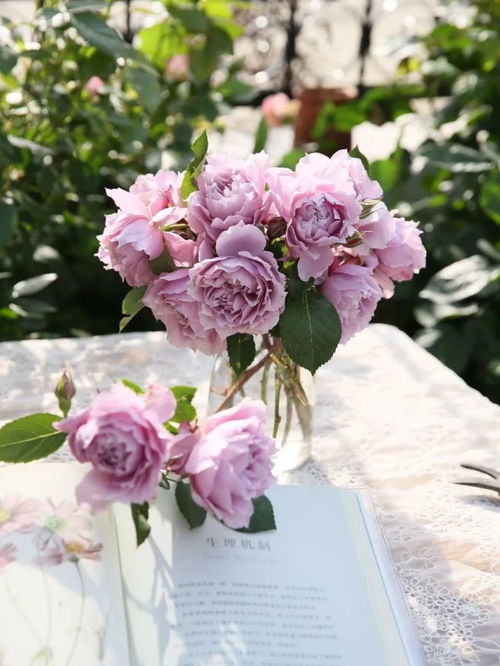 紫美人月季：热烈奔放， 如紫美人