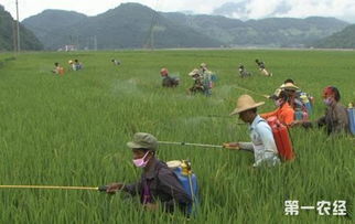 谷子里的虫子真是烦人啊！