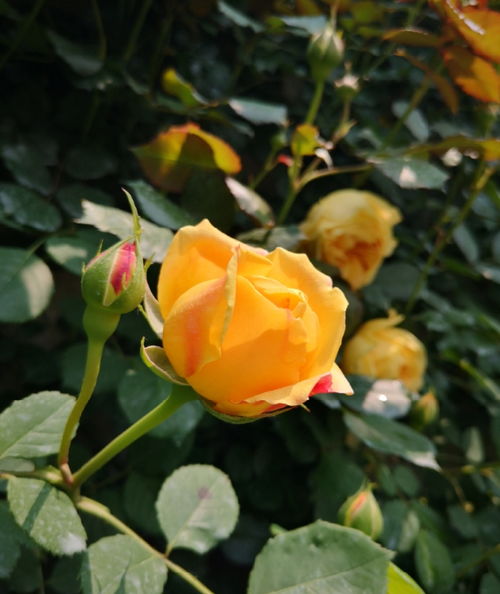 药物防治， 灰霉病的终结者