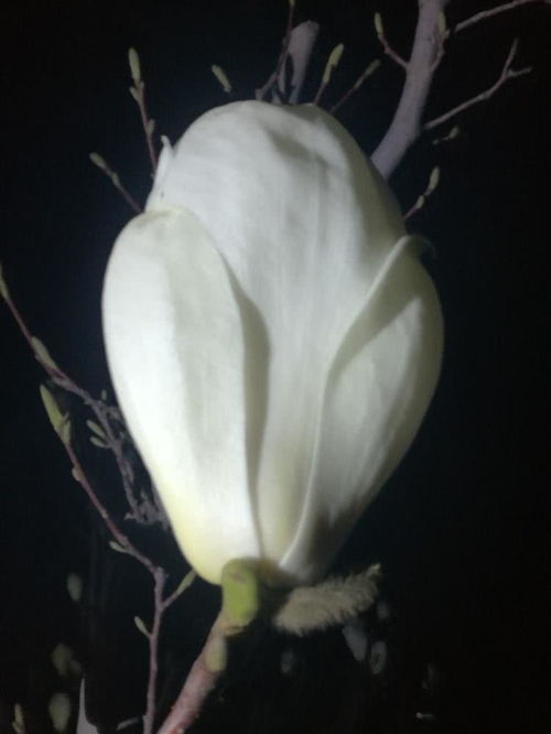 第一章：玉兰花种植的春天之旅