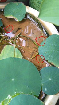 碗莲种植太简单了？在家也能种