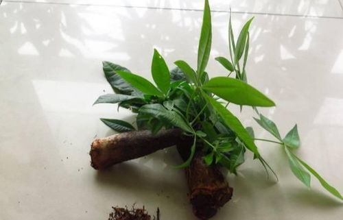 快速生根粉和烂根生根粉的正确使用方法有什么区别？