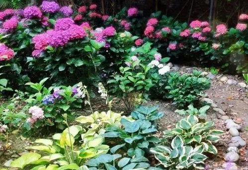 琴叶珊瑚：台风中的小强