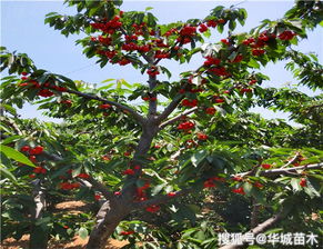樱桃树嫁接选什么砧木好？这几种砧木值得试试