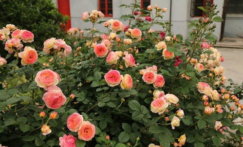 月季花的施肥方法：如何根据生长阶段调整肥料种类和用量？