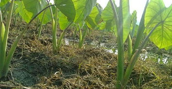 严格掌握限用剂量：