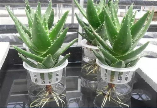 水培木瓜种子，如何成功生根发芽