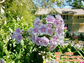 一、 宿根福禄考的播种技巧