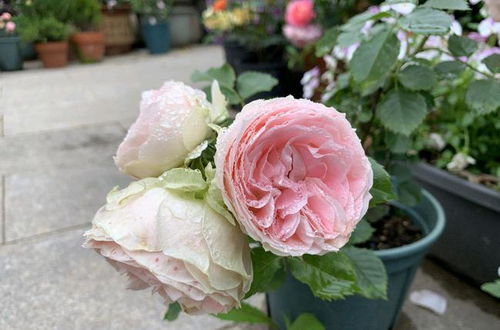 冬天月季怎么才能开花？掌握关键技巧
