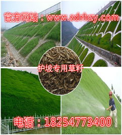 冷季型与暖季型护坡草种