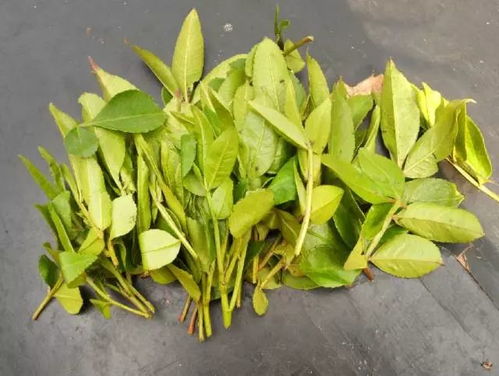 花椒叶生吃，养生功效多吗