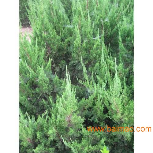 探寻1.5米龙柏树的价格之谜