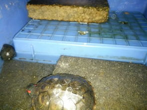 乌龟在生态系统中扮演什么角色？