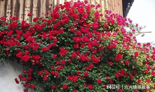 院子里养花好方便