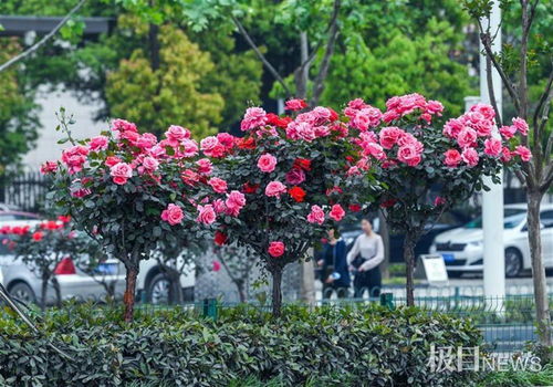 气候提前催醒了月季