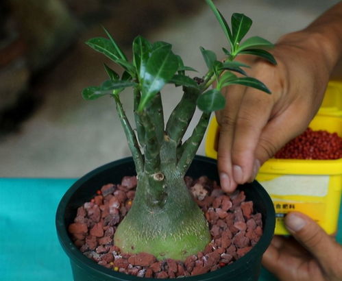 代森锰锌配土比例是多少？沙漠玫瑰适合用哪种土壤种植？