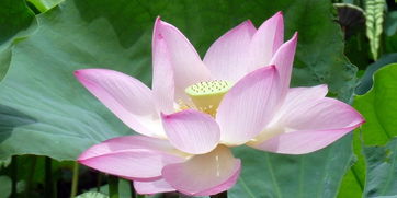 睡莲的象征意义