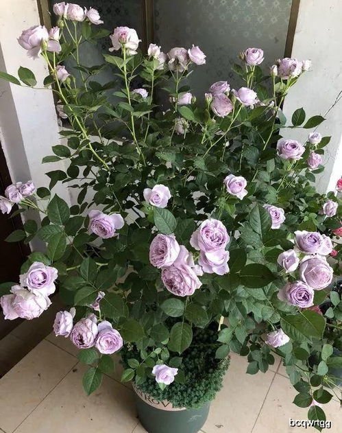 蓝色月季，高贵而神秘的色彩