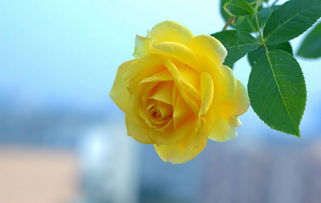 三：东北三省合适什么种类