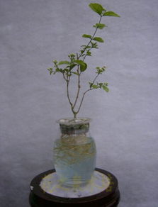 栀子花的浇水大揭秘