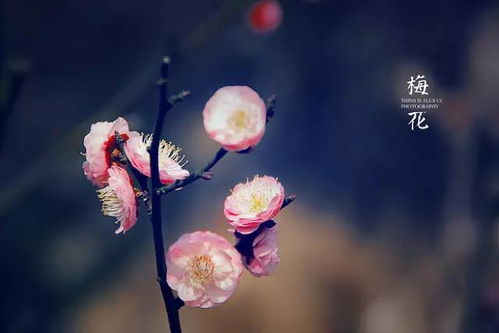 “花开师恩，浓情至尊