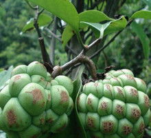 黑老虎修剪，让盆栽梗茂盛