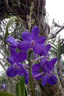 探索大自然的神秘面纱：奇异的植物名称大揭秘