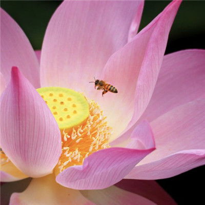 荷花那如诗如画的美，究竟蕴含着怎样的象征意义呢