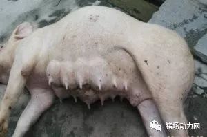 母猪胀气怎么办？快速救治有哪6种方法？