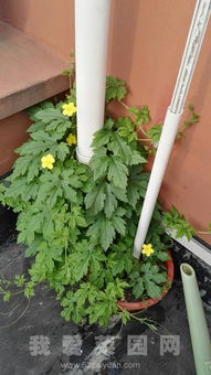 夏日绿意盎然种植那些鲜嫩绿菜苗