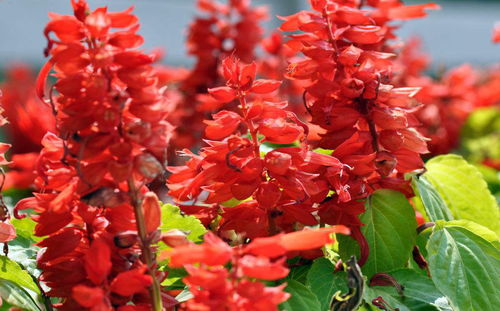 3. 紫薇——紫色的梦幻