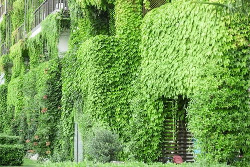 暴雨中的爬山虎， 生长速度之谜