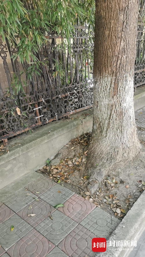 墓地种什么树好？行内人推荐这几种吉祥树