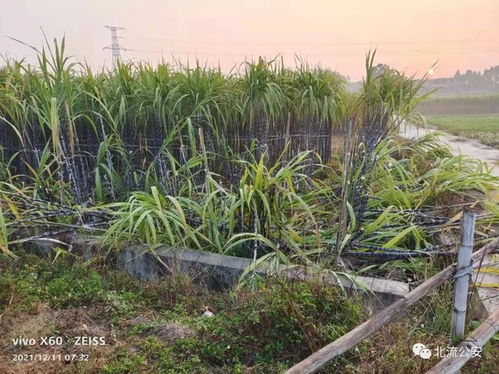 梁园区观堂乡甘蔗种植，助力农民增收