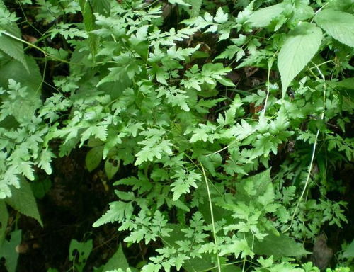 三步走，成为草抑草达人！