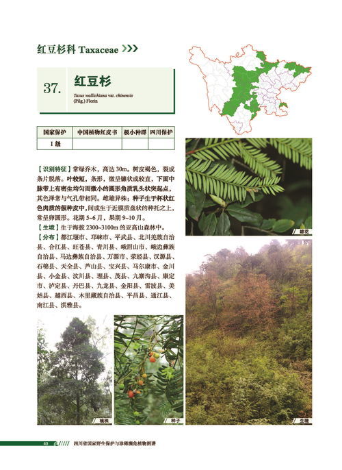 植物通过风力、动物、水力等方式传播种子